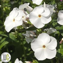 'PHLOX 'EARLY CRYSTAL'®'